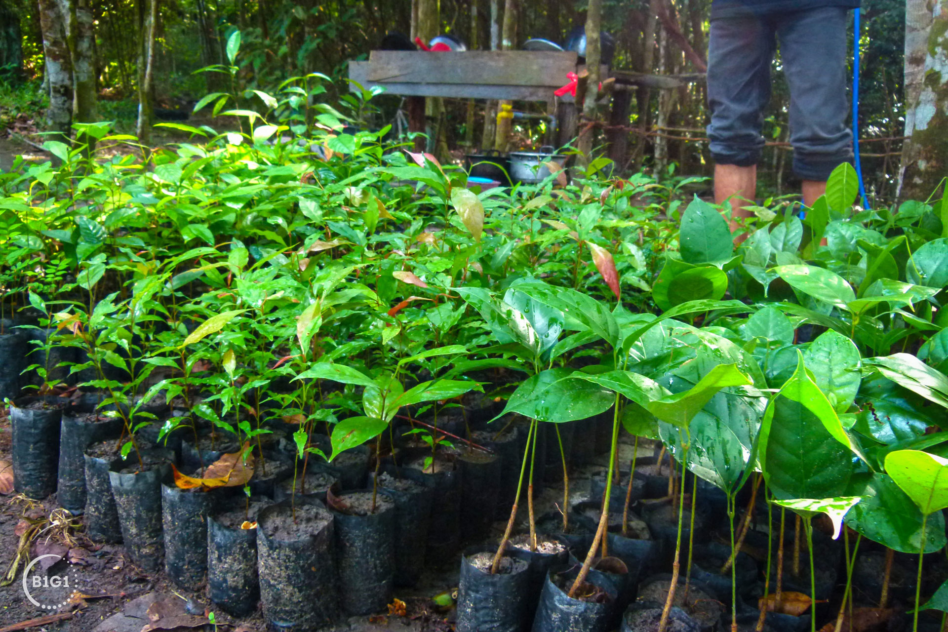 global-tree-planting